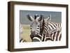 Zebra-matejh-Framed Photographic Print