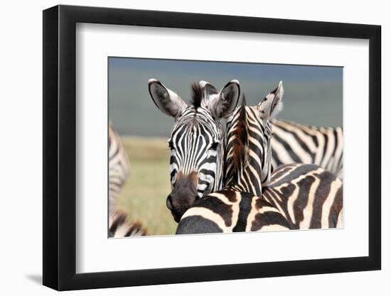 Zebra-matejh-Framed Photographic Print