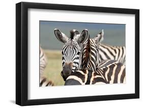 Zebra-matejh-Framed Photographic Print