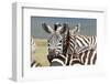 Zebra-matejh-Framed Photographic Print