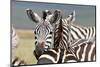 Zebra-matejh-Mounted Photographic Print