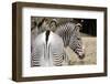 Zebra-loflo-Framed Photographic Print