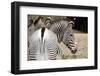 Zebra-loflo-Framed Photographic Print