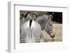 Zebra-loflo-Framed Photographic Print