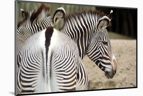 Zebra-loflo-Mounted Photographic Print