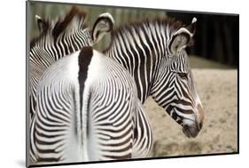 Zebra-loflo-Mounted Photographic Print