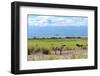 Zebra-Kyslynskyy-Framed Photographic Print