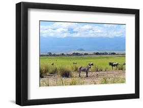 Zebra-Kyslynskyy-Framed Photographic Print