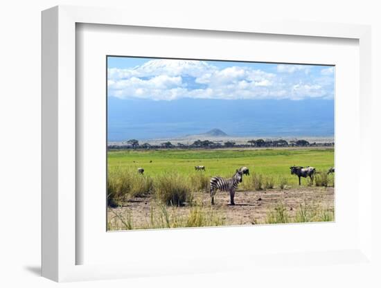 Zebra-Kyslynskyy-Framed Photographic Print