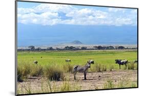 Zebra-Kyslynskyy-Mounted Photographic Print