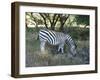 Zebra-Nicousnake-Framed Photographic Print