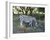 Zebra-Nicousnake-Framed Photographic Print