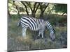 Zebra-Nicousnake-Mounted Photographic Print