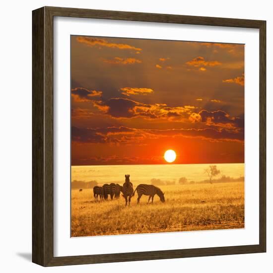 Zebra-Andrushko Galyna-Framed Photographic Print