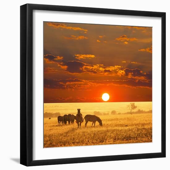 Zebra-Andrushko Galyna-Framed Photographic Print