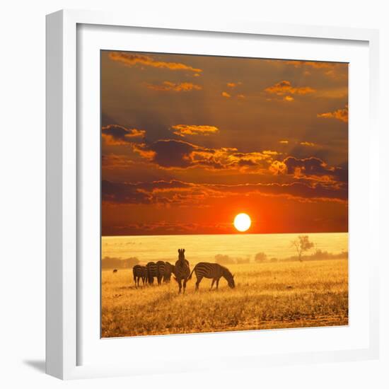 Zebra-Andrushko Galyna-Framed Photographic Print