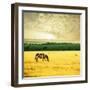 Zebra-Andrushko Galyna-Framed Photographic Print