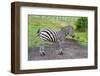 Zebra-thomland-Framed Photographic Print