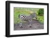 Zebra-thomland-Framed Photographic Print