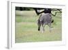 Zebra-Oleg Znamenskiy-Framed Photographic Print