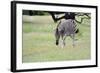 Zebra-Oleg Znamenskiy-Framed Photographic Print