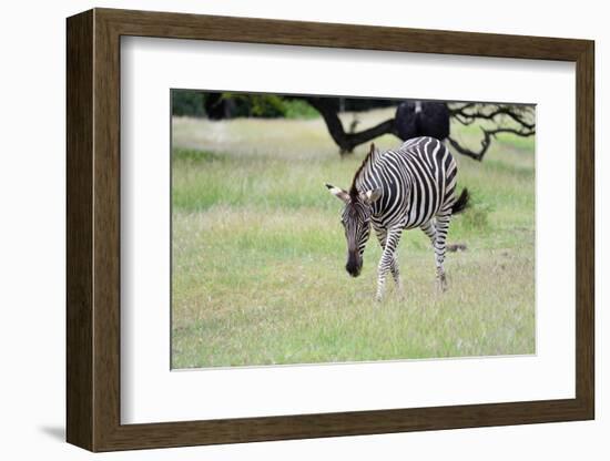 Zebra-Oleg Znamenskiy-Framed Photographic Print