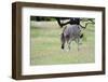 Zebra-Oleg Znamenskiy-Framed Photographic Print