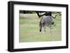 Zebra-Oleg Znamenskiy-Framed Photographic Print