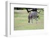 Zebra-Oleg Znamenskiy-Framed Photographic Print