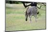 Zebra-Oleg Znamenskiy-Mounted Photographic Print