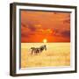 Zebra-Andrushko Galyna-Framed Photographic Print