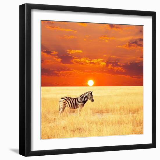 Zebra-Andrushko Galyna-Framed Photographic Print