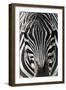 Zebra-Gordon Semmens-Framed Photographic Print