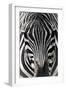 Zebra-Gordon Semmens-Framed Photographic Print