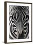 Zebra-Gordon Semmens-Framed Photographic Print