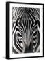 Zebra-Gordon Semmens-Framed Photographic Print