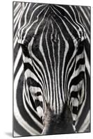 Zebra-Gordon Semmens-Mounted Photographic Print