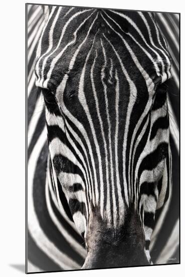 Zebra-Gordon Semmens-Mounted Photographic Print