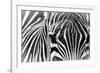 Zebra-Gordon Semmens-Framed Photographic Print