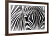 Zebra-Gordon Semmens-Framed Photographic Print