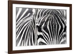 Zebra-Gordon Semmens-Framed Photographic Print