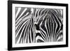 Zebra-Gordon Semmens-Framed Photographic Print