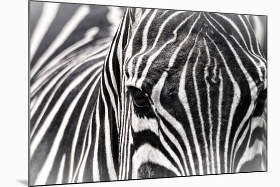 Zebra-Gordon Semmens-Mounted Photographic Print