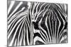 Zebra-Gordon Semmens-Mounted Photographic Print