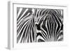 Zebra-Gordon Semmens-Framed Photographic Print