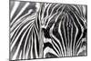 Zebra-Gordon Semmens-Mounted Photographic Print