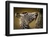 Zebra-Silvia Geiger-Framed Photographic Print