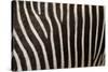 Zebra-uzuri-Stretched Canvas