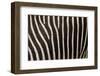 Zebra-uzuri-Framed Photographic Print