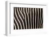 Zebra-uzuri-Framed Photographic Print